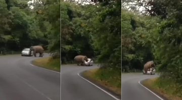 Elefante destruiu quatro carros em 10 dias - Foto: Reprodução/ YouTube