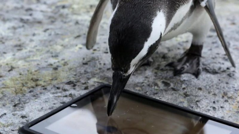 Pinguins viciados em iPad? Aconteceu neste aquário norte-americano - Foto: Reprodução