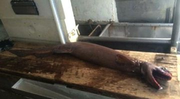 Tubarão-cobra capturado por David Guillot no mar australiano - Foto: Divulgação/ Setfia.org