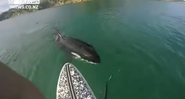 Baleia orca aparece durante stand-up paddle - Foto: Reprodução