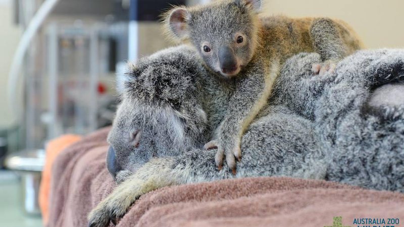 Lizzy anestesiada e o seu filhotinho Phantom - Foto: Divulgação/Australia Zoo Wildlife Hospital