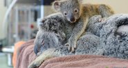 Lizzy anestesiada e o seu filhotinho Phantom - Foto: Divulgação/Australia Zoo Wildlife Hospital