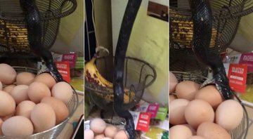 Cobra preta tentando comer os ovos na cozinha de Laura - Foto: Reprodução/ YouTube/ Laura Neff