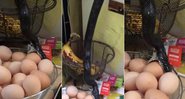 Cobra preta tentando comer os ovos na cozinha de Laura - Foto: Reprodução/ YouTube/ Laura Neff