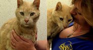 Tigger se perdeu da família no dia de voltar para casa - Foto: Cats Protection/ Facebook