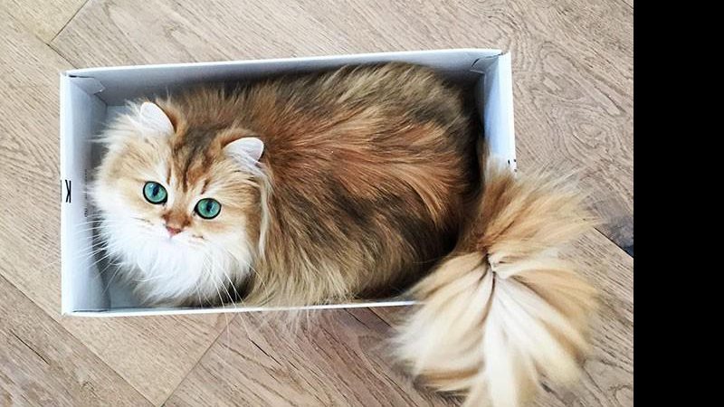 Imagem Encontramos o gato mais fotogênico do mundo: conheça Smoothie