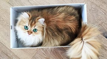 Imagem Encontramos o gato mais fotogênico do mundo: conheça Smoothie