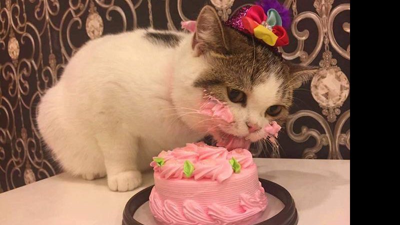 Gato misterioso devorador de bolo de aniversário - Foto: Reprodução/Internet
