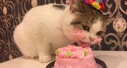Gato misterioso devorador de bolo de aniversário - Foto: Reprodução/Internet