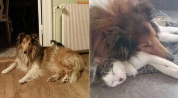 Moses e o cão Molly dormem juntos desde que se conheceram - Foto: Reprodução/ Reddit/ Doihavetosignup