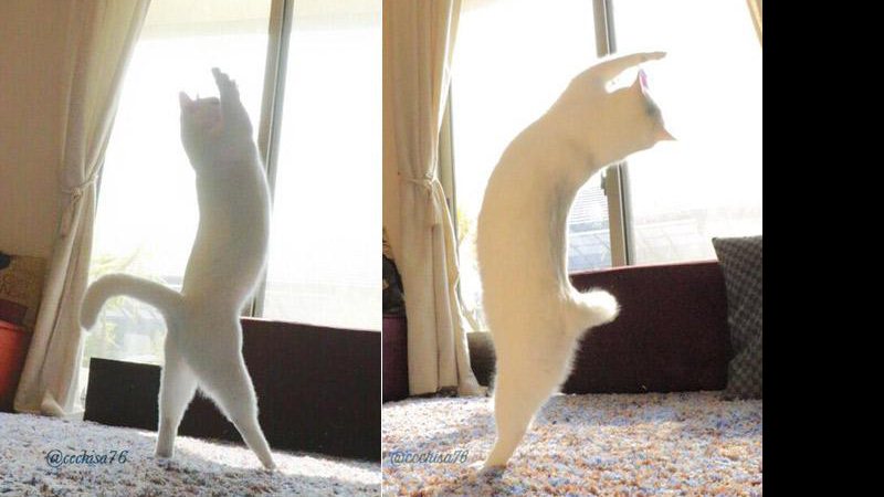 Gato branco do Twitter parece dançar balé - Foto: Twitter/ Ccchisa76