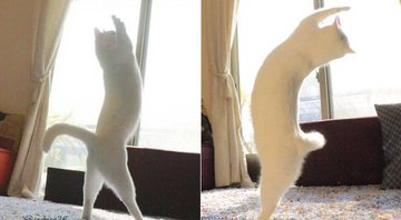 Gato branco do Twitter parece dançar balé - Foto: Twitter/ Ccchisa76