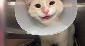 Gatinha Duquesa ganha nova vida após cirurgia no maxilar - Foto: Reprodução/ Facebook