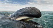 Christopher Swann passou os últimos 25 anos fotografando golfinhos e baleias - Foto: Christopher Swann