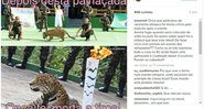 Luisa Mell se revolta com morte de onça usanda em evento de revezamento da tocha olímpica - Foto: Reprodução/ Instagram