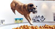 Play More, a primeira exibição de arte interativa para cães - Foto: Divulgação