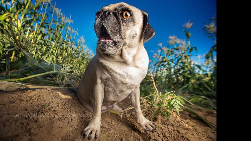 Kaylee Greer faz fotos incríveis de cães de todas as formas e tamanhos - Foto: Kaylee Greer