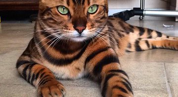 Thor, o gato de Bengal - Foto: Reprodução/ Instagram