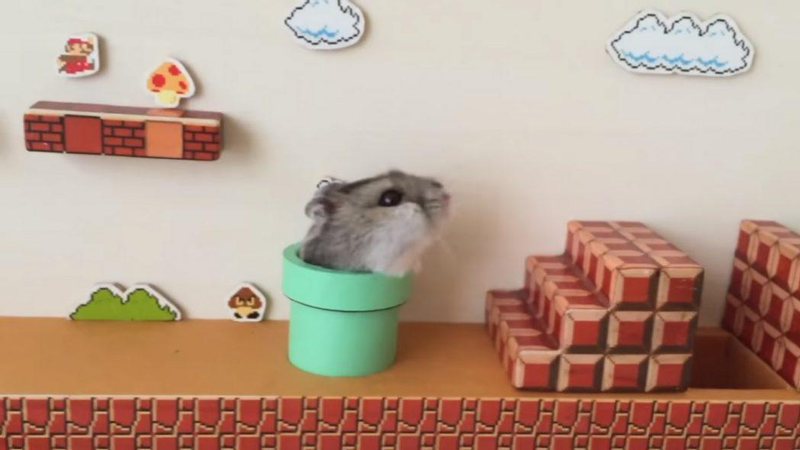 Fã cria brinquedo para hamster inspirado em Mario Bros - Foto: Reprodução/ Twitter