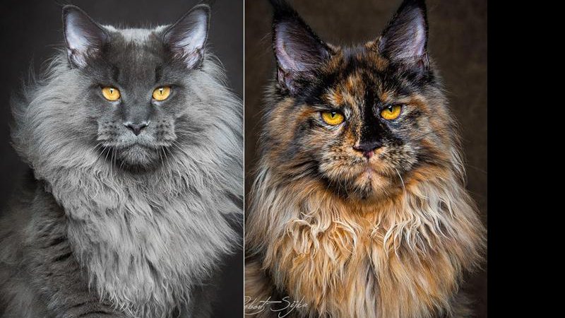 Robert Sijka clicou os maiores gatos domésticos do mundo em sua nova série - Foto: Robert Sijka