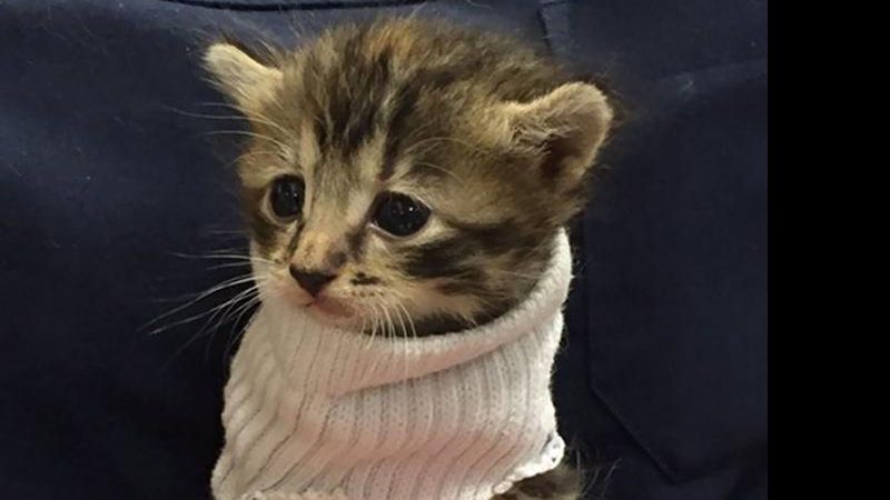Gatinho resgatado do furacão Matthew ganhou suéter feito de meia - Foto: Reprodução/ Twitter
