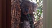 Coala mata a sede em mangueira na Austrália - Foto: Reprodução/ Facebook