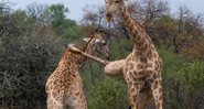 Girafa usa golpe de caratê para acertar o rival - Foto: Reprodução/ YouPic/ Thomasretterat