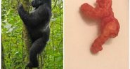 Salgadinho com formato de gorila foi arrematado por 99.900 mil dólares - Foto: Reprodução
