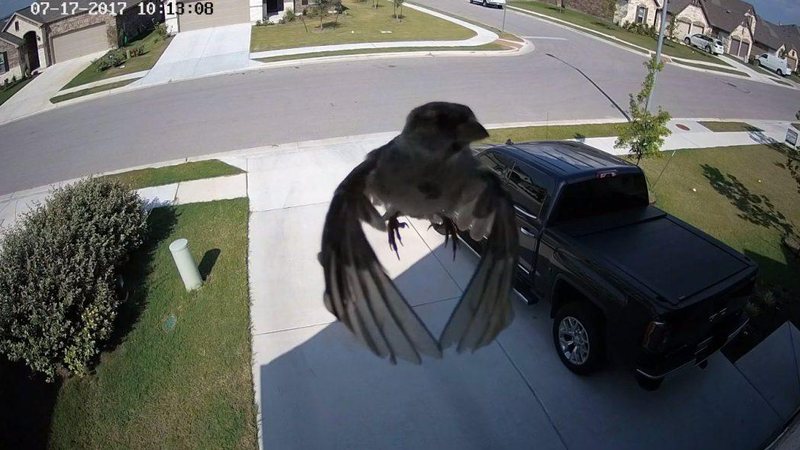 Passarinho bate as asas na mesma velocidade em que a câmera registra os frames - Foto: YouTube/ Ginger Beard