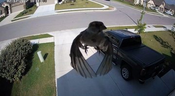 Passarinho bate as asas na mesma velocidade em que a câmera registra os frames - Foto: YouTube/ Ginger Beard