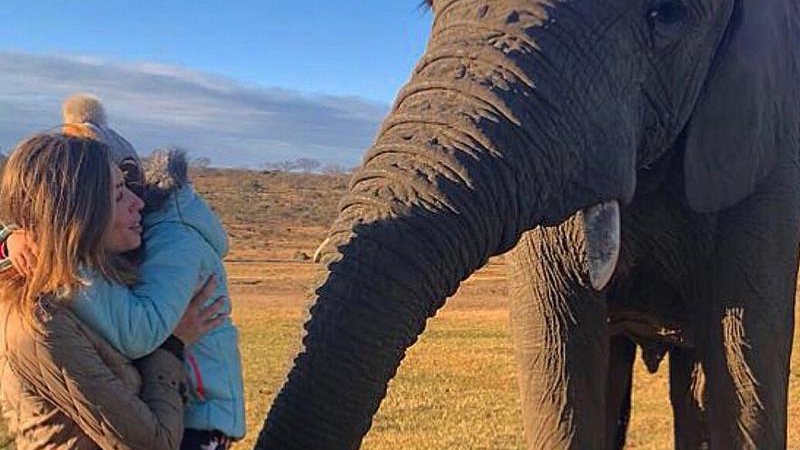 Imagem Grazi Massafera acaricia elefante e filma leoa de pertinho durante férias na África
