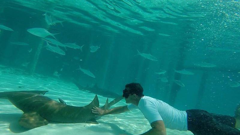 Antonio Banderas acariciou tubarões lixa em mergulho - Foto: Reprodução/ Instagram