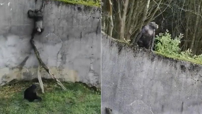 Chimpanzés usaram um galho como escada para escapar de cercado em Belfast, na Irlanda do Norte - Foto: Reprodução/ Facebook