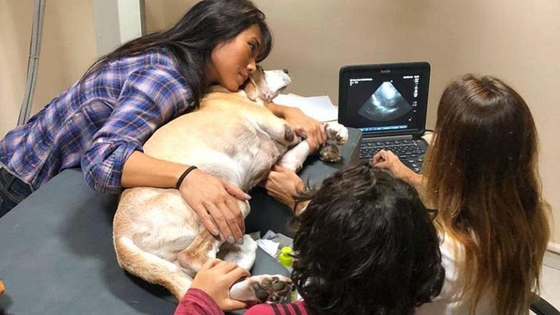 Cães de Dani Suzuki estão com dirofilariose, e ela revela falta de vacina: - Foto: Reprodução/Instagram