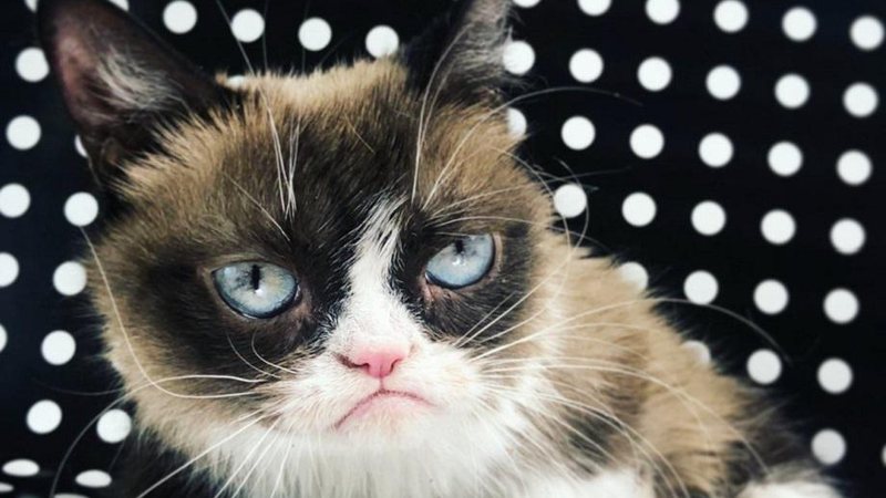 Grumpy Cat, um dos memes mais famosos da internet, morre aos 7 anos - Foto: Reprodução/Twitter