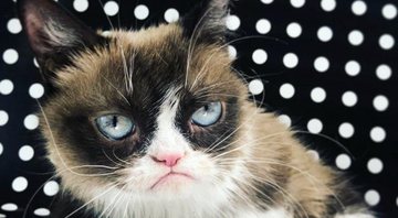 Grumpy Cat, um dos memes mais famosos da internet, morre aos 7 anos - Foto: Reprodução/Twitter