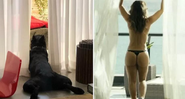 Cão de estimação de Paolla Oliveira “faz pose” e ela compara a Danny Bond - Foto: Reprodução/Instagram