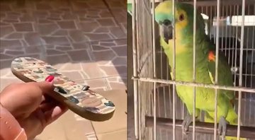 Delação premiada no mundo animal: papagaio “entrega” cão bagunceiro para dona - Foto: Reprodução/Twitter
