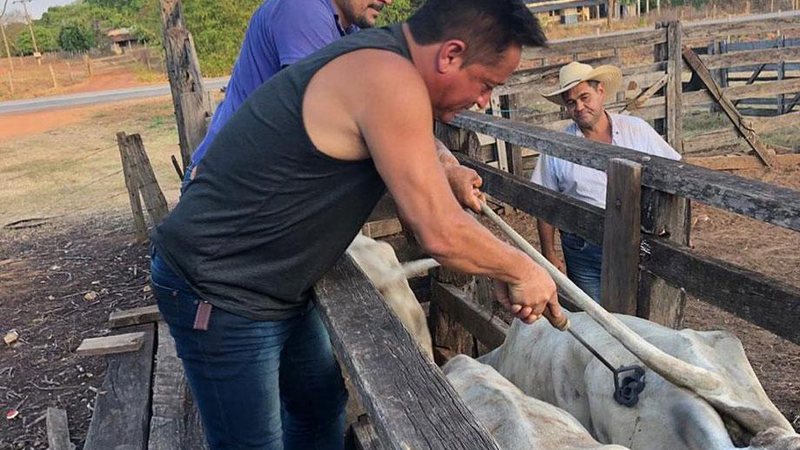 Leonardo mostrou marcação de gado em sua fazenda - Foto: Reprodução/ Instagram