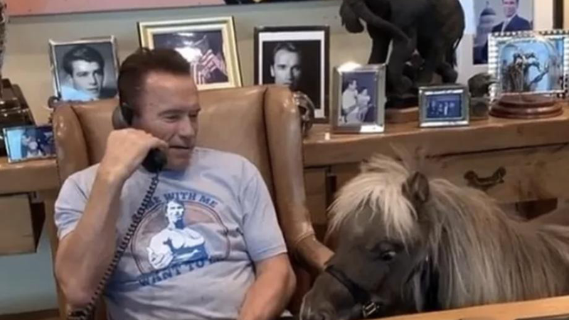 Schwarzenegger surpreende e leva burro e pônei de estimação ao seu escritório - Foto: Reprodução / Instagram