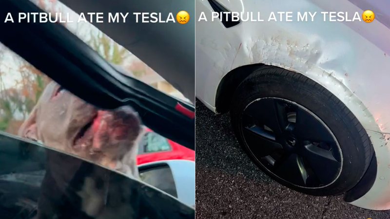 Pitbull atacou e danificou carro da Tesla - Foto: Reprodução/ TikTok@toodiesangelxx