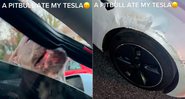 Pitbull atacou e danificou carro da Tesla - Foto: Reprodução/ TikTok@toodiesangelxx