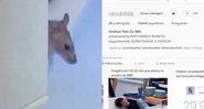 Rato que apareceu no BBB 20 ganhou perfil no Instagram e está fazendo o maior sucesso - Foto: Reprodução/ Instagram