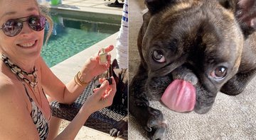 Sharon Stone foi criticada por pintar as unhas de seu cachorro - Foto: Reprodução/ Instagram