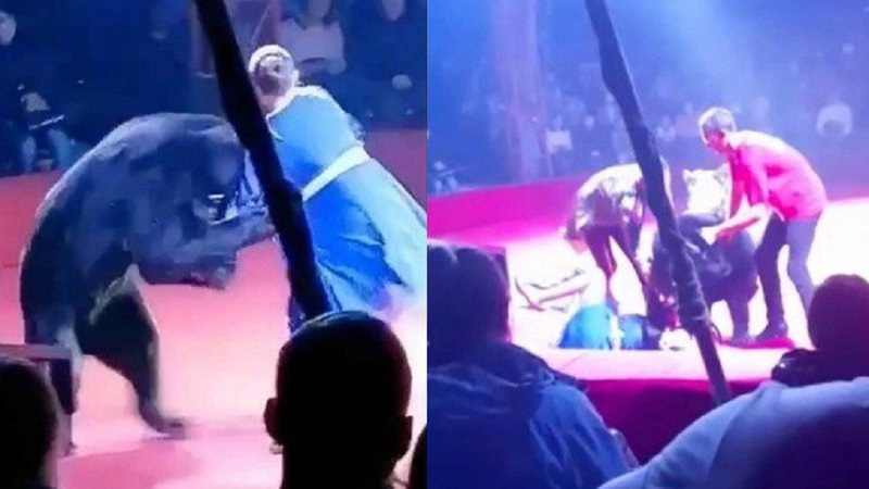 Urso choca plateia em circo na Rússia ao atacar adestradora grávida - Foto: Reprodução / Instagram