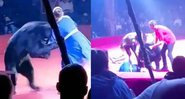 Urso choca plateia em circo na Rússia ao atacar adestradora grávida - Foto: Reprodução / Instagram