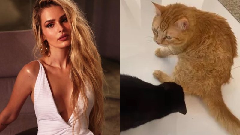 Yasmin Brunet agradece mulher que cuidou de seu gato após perdê-lo - Foto: Reprodução / Instagram @yasminbrunet
